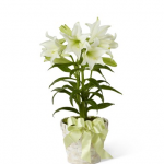 Plant - Easter Lily Plant