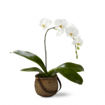 Plant - White Phalaenopis Orchid